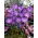 Krokus Fioletowy - 10 szt.