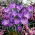 Krokus Fioletowy - 10 szt.