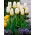 Tulipan Purissima - niski - duża paczka! - 50 szt.
