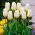 Tulipan Purissima - niski - duża paczka! - 50 szt.
