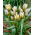 Tulipan Little Star - 5 szt.