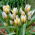 Tulipan Little Star - 5 szt.