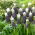 Szafirek Grape Ice - 3 szt.