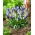 Szafirek Mix - Muscari Mix - duża paczka! - 100 szt.