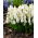 Szafirek White Magic - 10 szt.