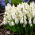 Szafirek White Magic - 10 szt.