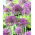 Czosnek ozdobny Violet Beauty - 3 szt.