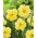 Narcyz Sunny Side Up - 5 szt.