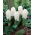 Hiacynt White Pearl - duża paczka! - 30 szt.