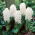 Hiacynt White Pearl - 3 szt.