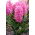 Hiacynt Scarlet Pearl - GIGA paczka! - 150 szt.