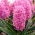 Hiacynt Scarlet Pearl - GIGA paczka! - 150 szt.