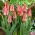 Tulipan Adele Duttweiler - 5 szt.