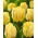 Tulipan Akebono - 5 szt.