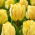Tulipan Akebono - duża paczka! - 50 szt.