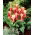 Tulipan Ancilla - 5 szt.