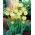Tulipan Antoinette - 5 szt.