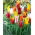 Tulipan liliokształtny mix - Lilyflowering mix - GIGA paczka! - 250 szt.