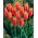 Tulipan Big Brother - 5 szt.