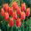 Tulipan Big Brother - 5 szt.