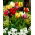 Tulipan papuzi mix - Parrot mix - 5 szt.