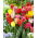 Tulipan strzępiasty mix - Fringed mix - 5 szt.