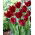 Tulipan Pacific Pearl - duża paczka! - 50 szt.