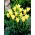 Tulipan Cistula - 5 szt.