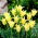 Tulipan Cistula - GIGA paczka! - 250 szt.