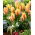 Tulipan City Flower - 5 szt.