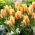 Tulipan City Flower - 5 szt.