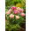 Tulipan Cool Crystal - GIGA paczka! - 250 szt.
