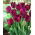 Tulipan Curly Sue - duża paczka! - 50 szt.