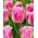 Tulipan Dallas - duża paczka! - 50 szt.