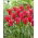 Tulipan Doll's Minuet - 5 szt.