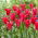 Tulipan Doll's Minuet - 5 szt.