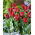 Tulipan Robinho - 5 szt.