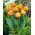 Tulipan Freeman - 5 szt.