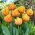 Tulipan Freeman - 5 szt.