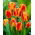 Tulipan Fringed Solstice - GIGA paczka! - 250 szt.