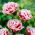 Tulipan Gerbrand Kieft - 5 szt.