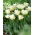 Tulipan Global Desire - duża paczka! - 50 szt.