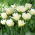 Tulipan Global Desire - 5 szt.