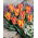 Tulipan Golden Day - 5 szt.