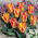 Tulipan Golden Day - duża paczka! - 50 szt.
