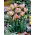 Tulipan Green Wave - GIGA paczka! - 250 szt.