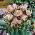 Tulipan Green Wave - 5 szt.