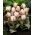 Tulipan Haute Couture - GIGA paczka! - 250 szt.