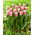 Tulipan Hawaii - GIGA paczka! - 250 szt.