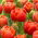 Tulipan Icoon - 5 szt.